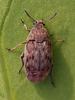Bruchidius terrenus